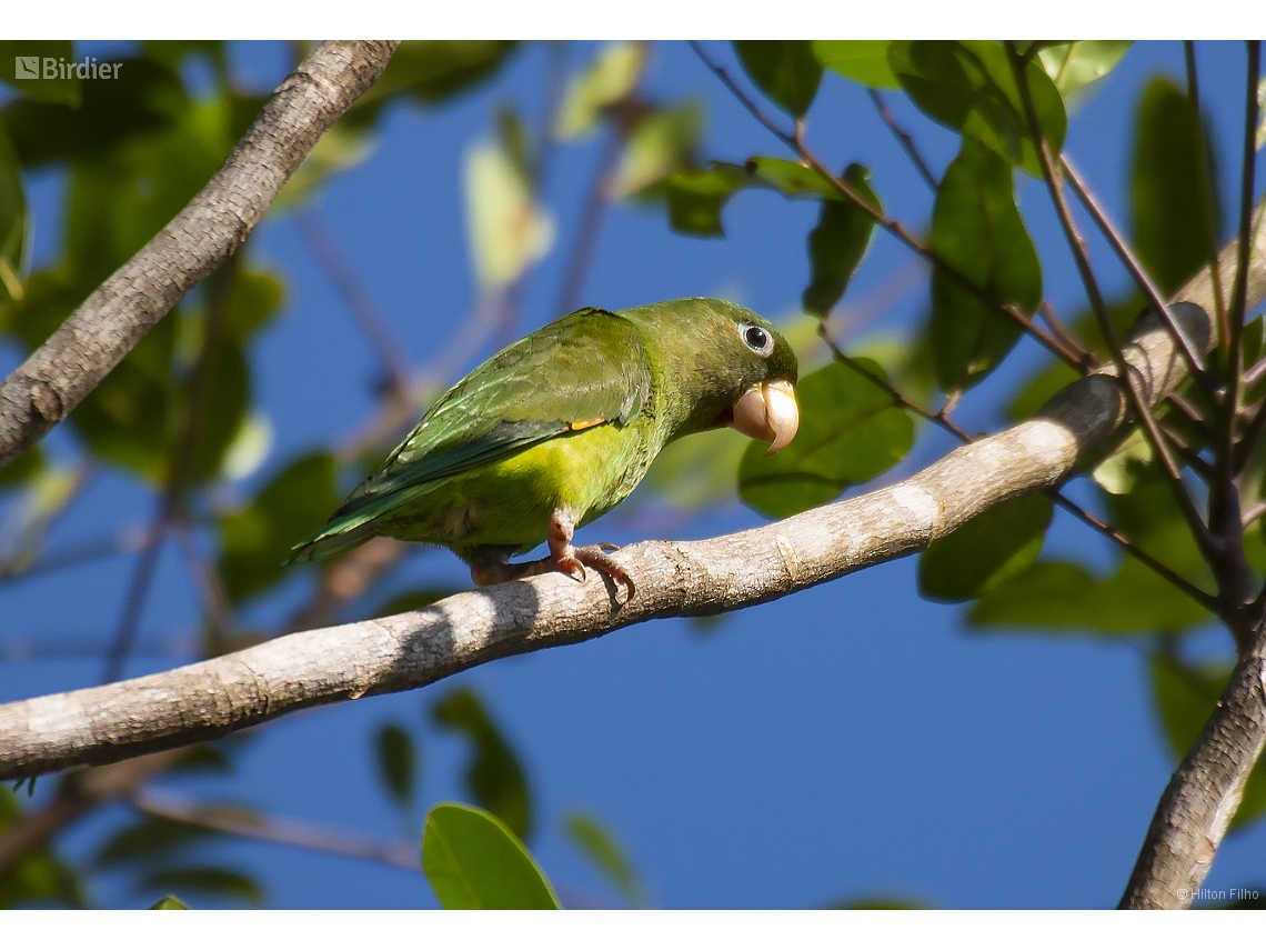 Brotogeris chrysoptera