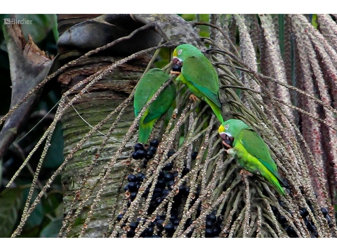 Brotogeris sanctithomae