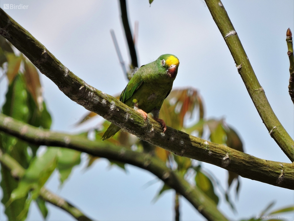 Brotogeris sanctithomae