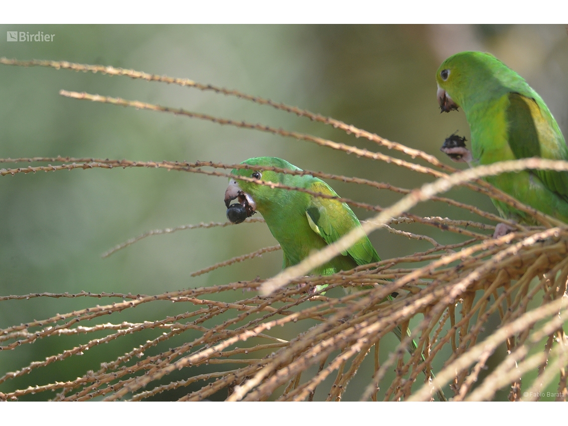 Brotogeris tirica