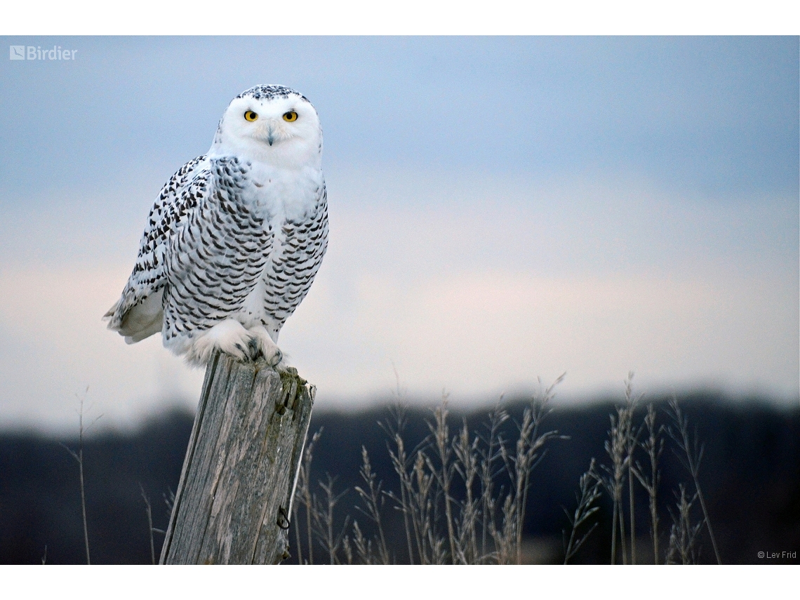 Bubo scandiacus