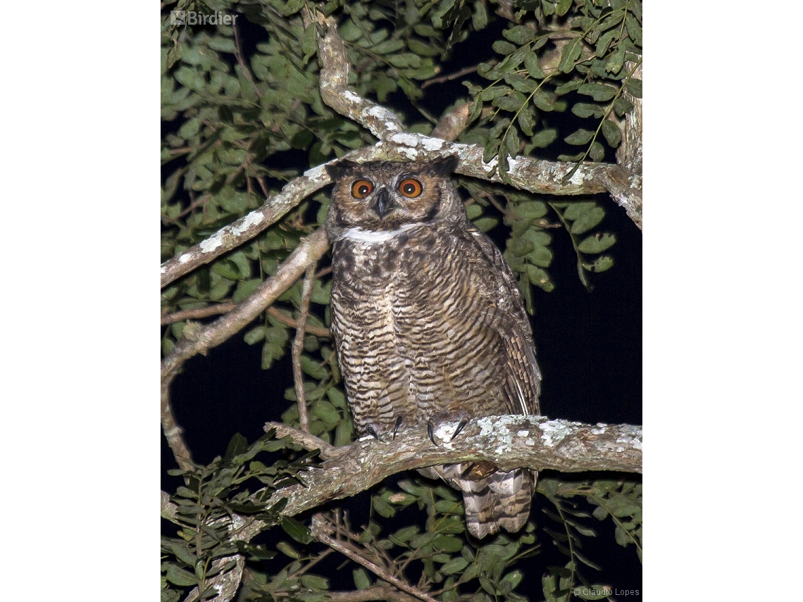 Bubo virginianus