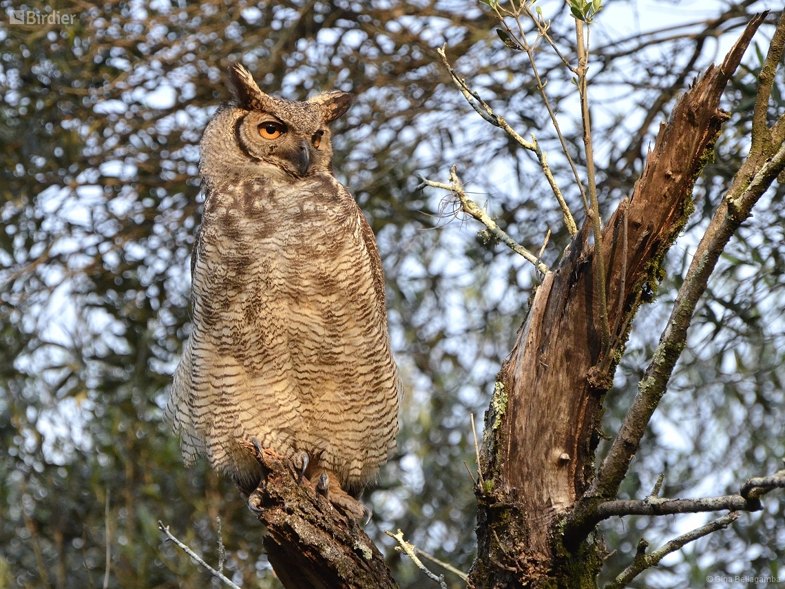 Bubo virginianus