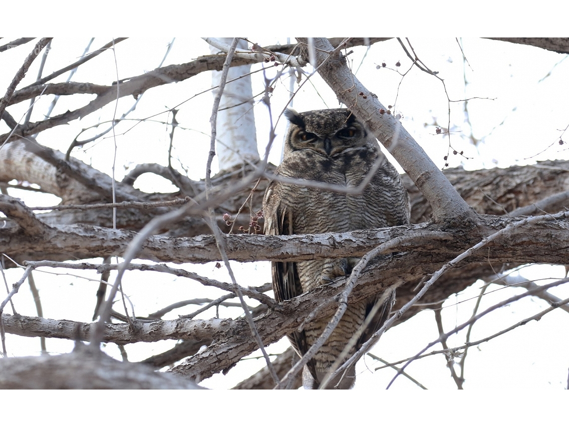 Bubo magellanicus