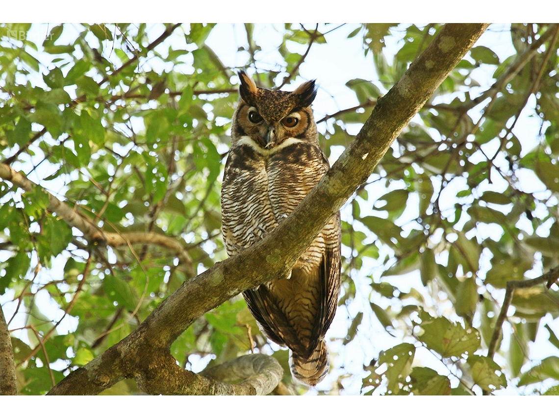 Bubo virginianus