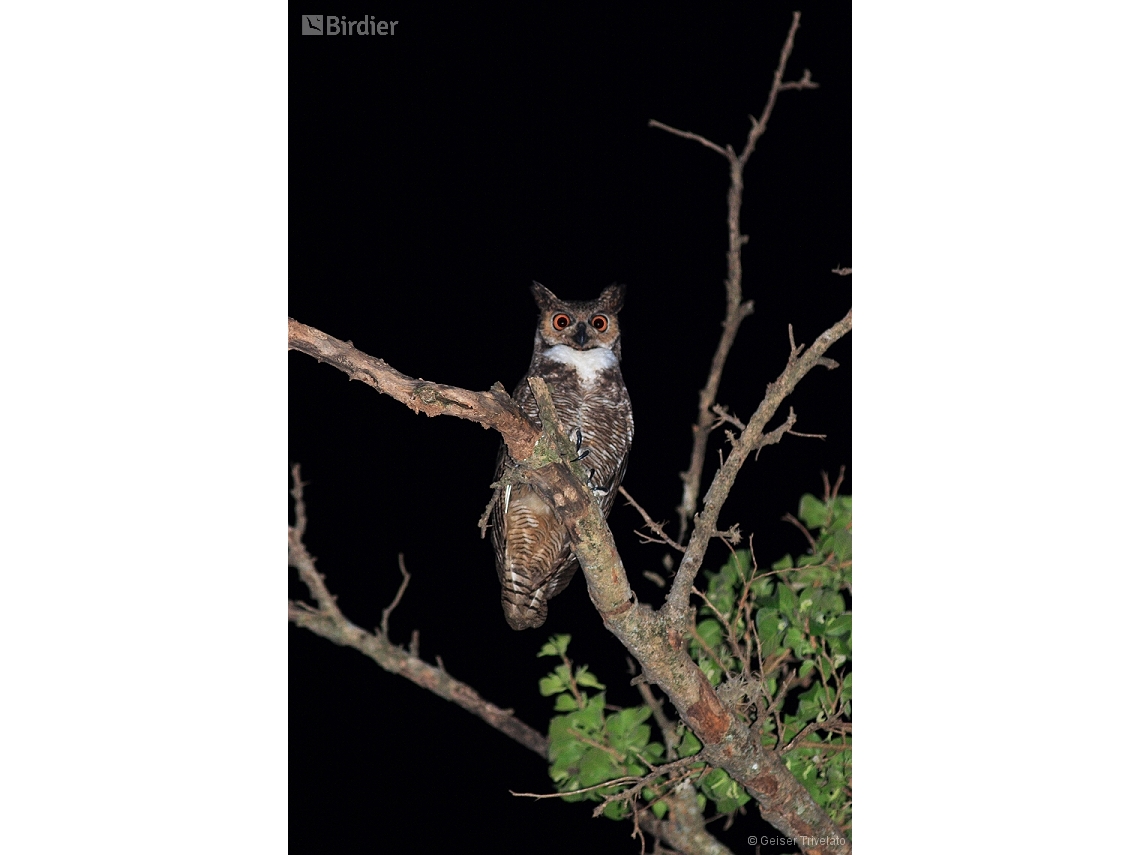 Bubo virginianus