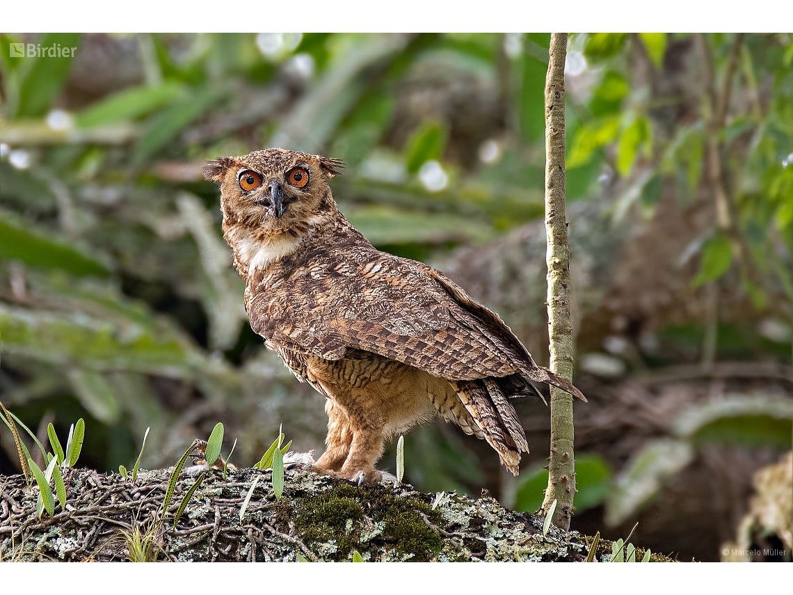 Bubo virginianus