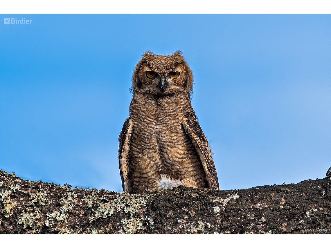 Bubo virginianus