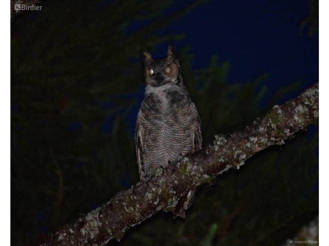 Bubo virginianus