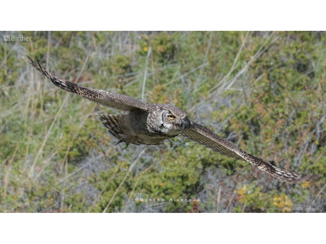 Bubo virginianus