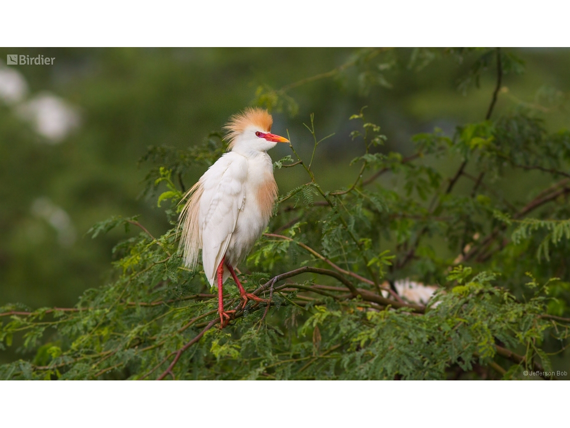 Ardea ibis