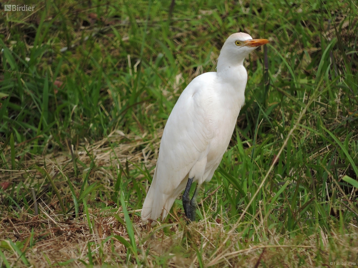 Ardea ibis