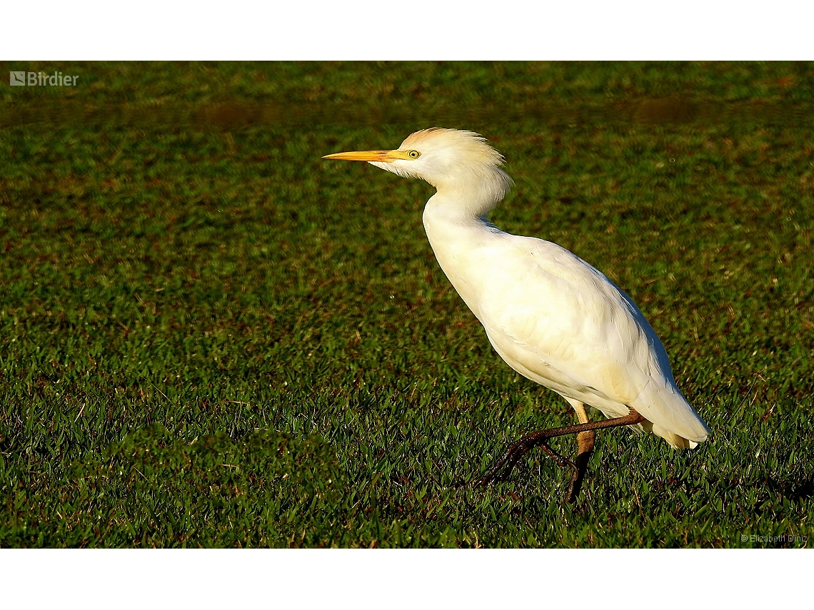 Ardea ibis