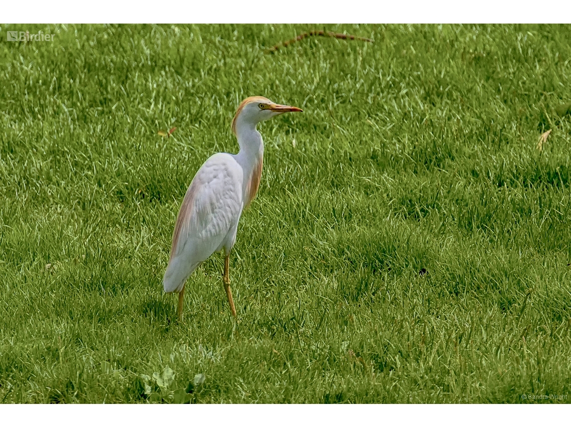 Ardea ibis