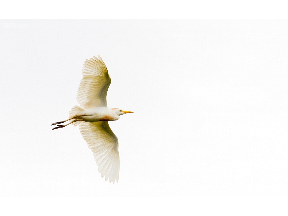Ardea ibis
