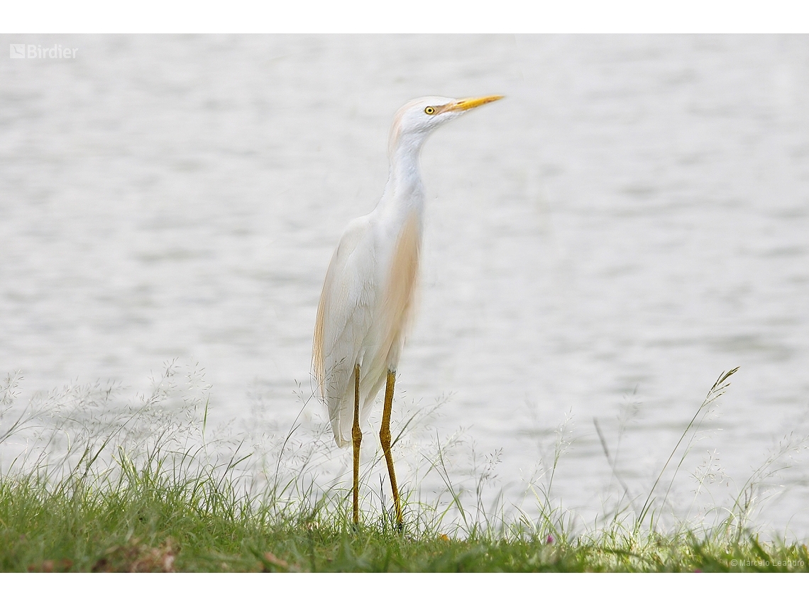 Ardea ibis