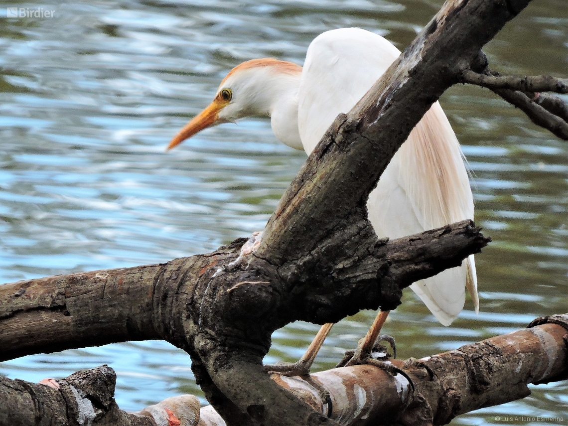 Ardea ibis