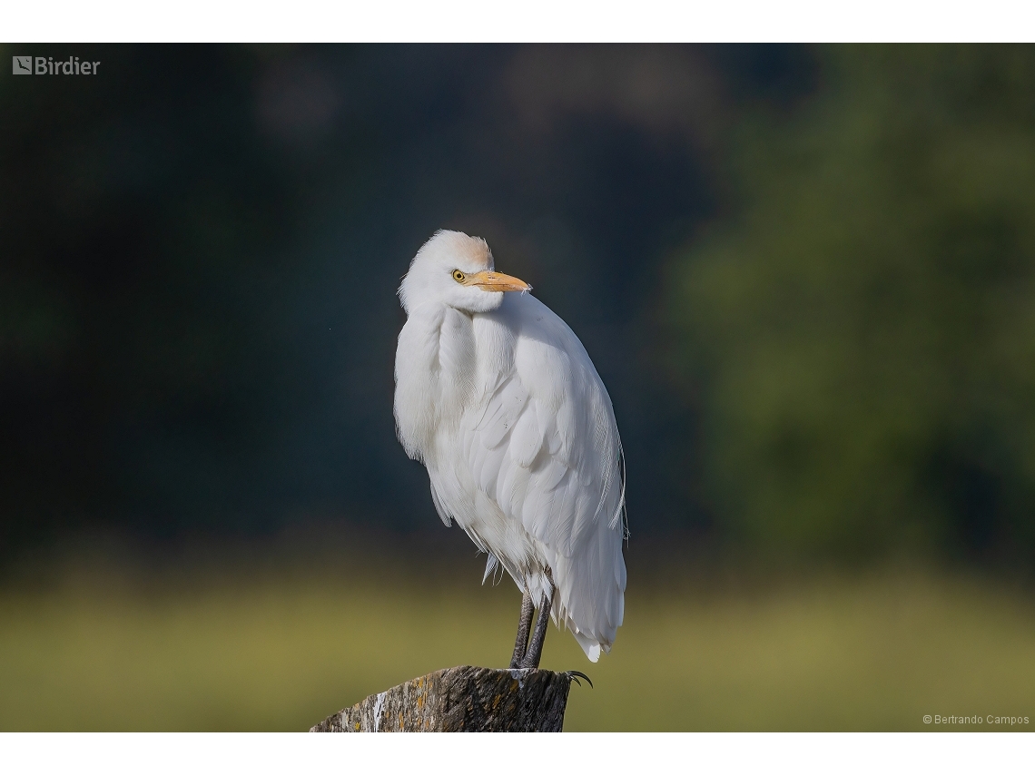 Ardea ibis