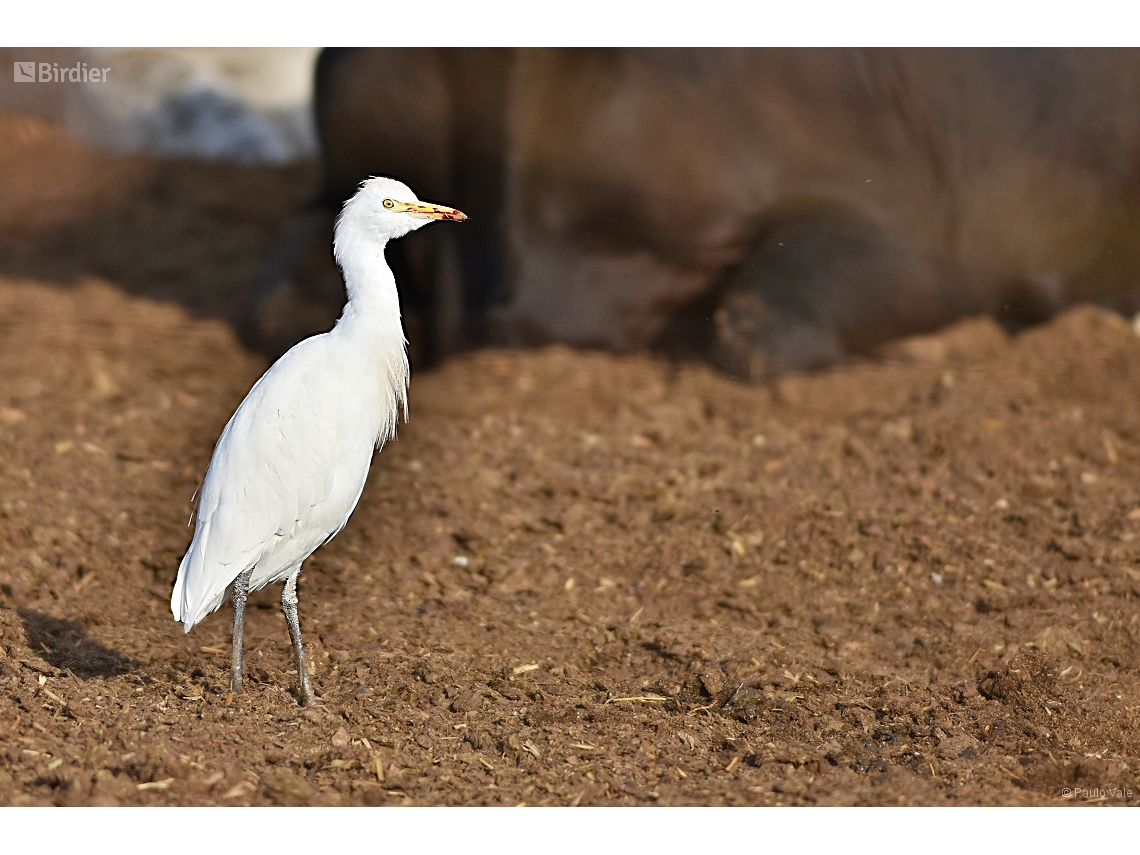 Ardea ibis