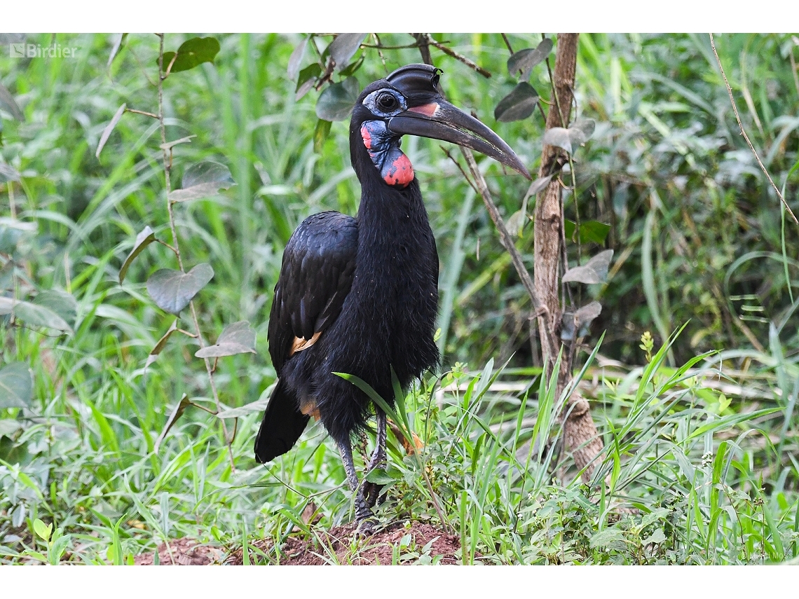Bucorvus abyssinicus