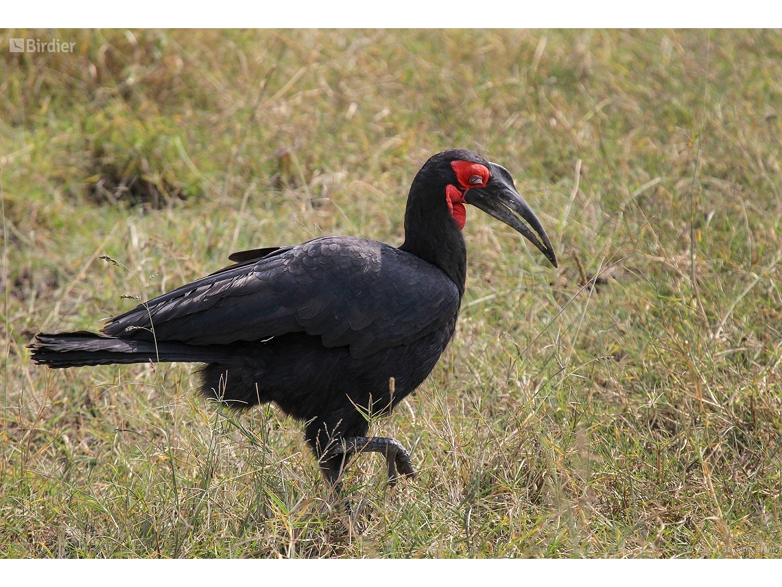 Bucorvus leadbeateri