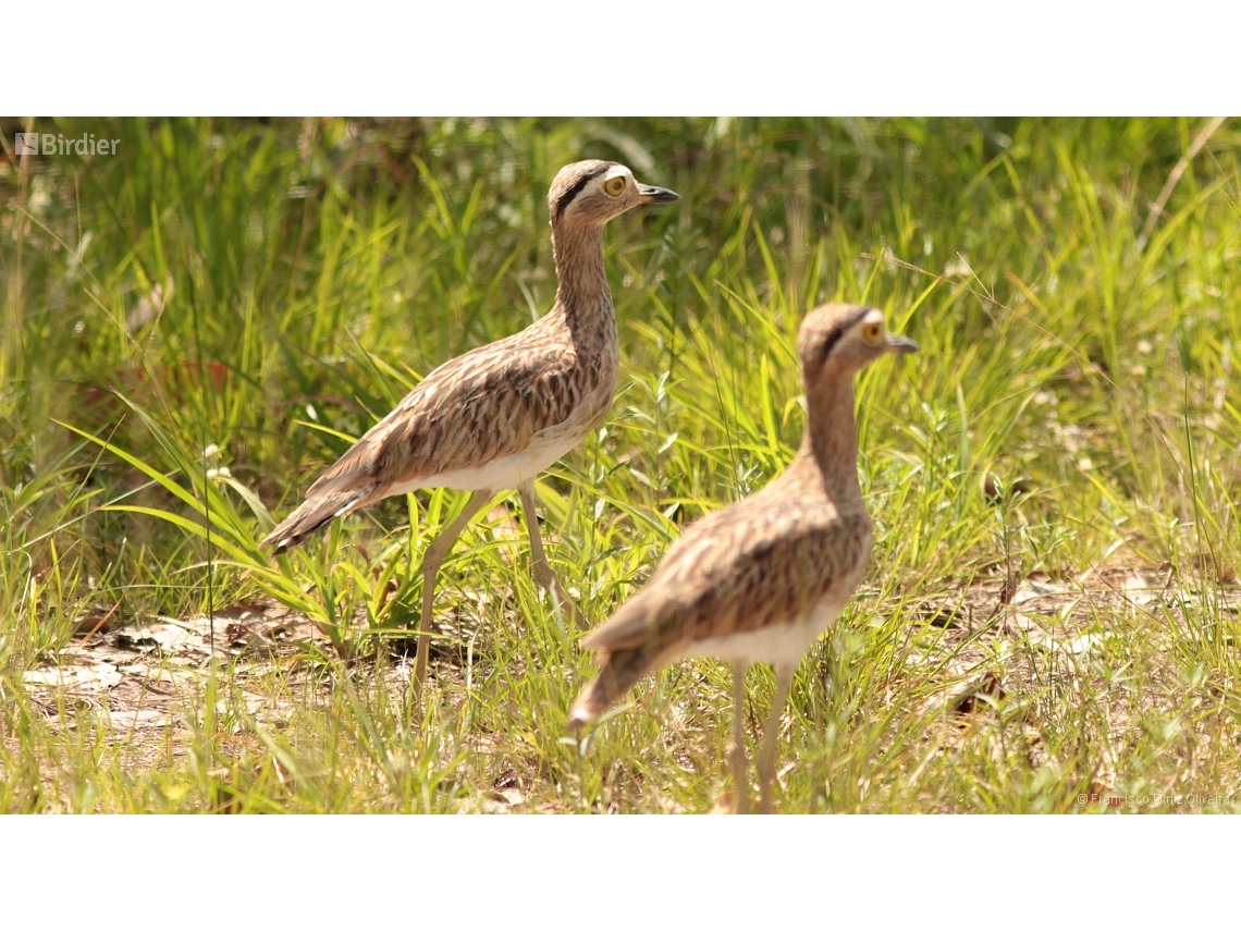 Hesperoburhinus bistriatus