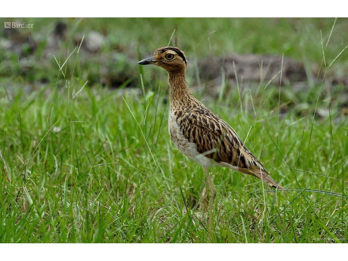 Hesperoburhinus bistriatus