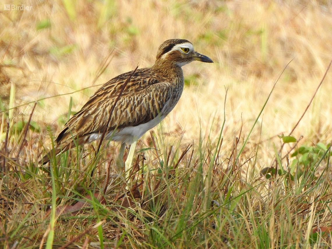 Hesperoburhinus bistriatus