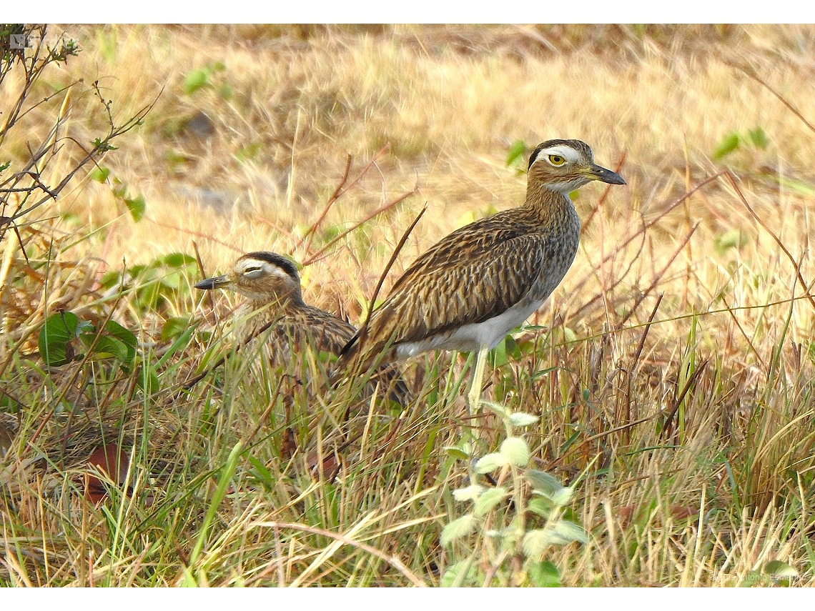 Hesperoburhinus bistriatus