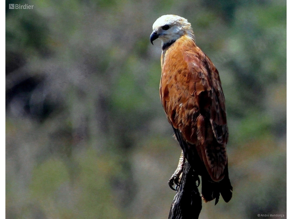 Busarellus nigricollis