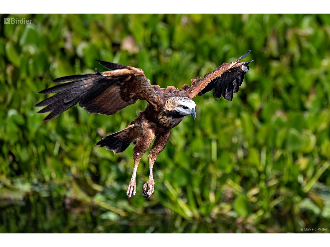 Busarellus nigricollis