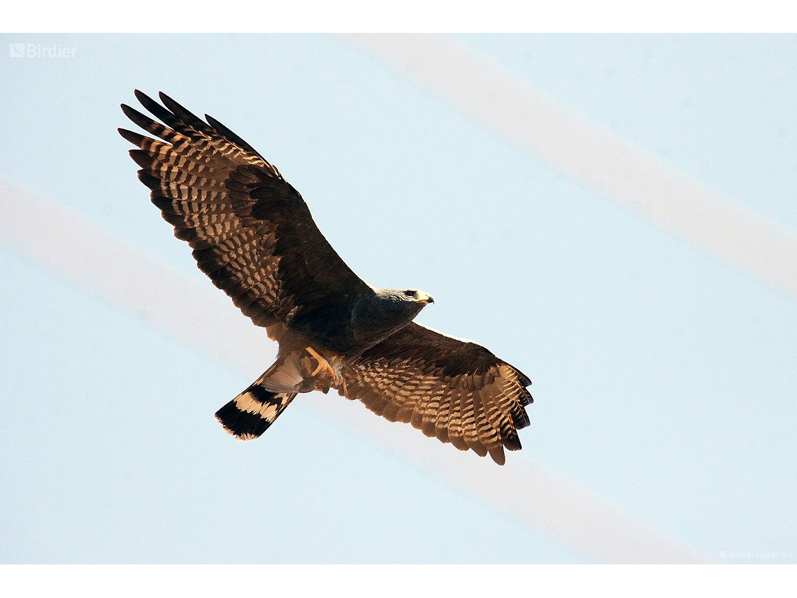 Buteo albonotatus