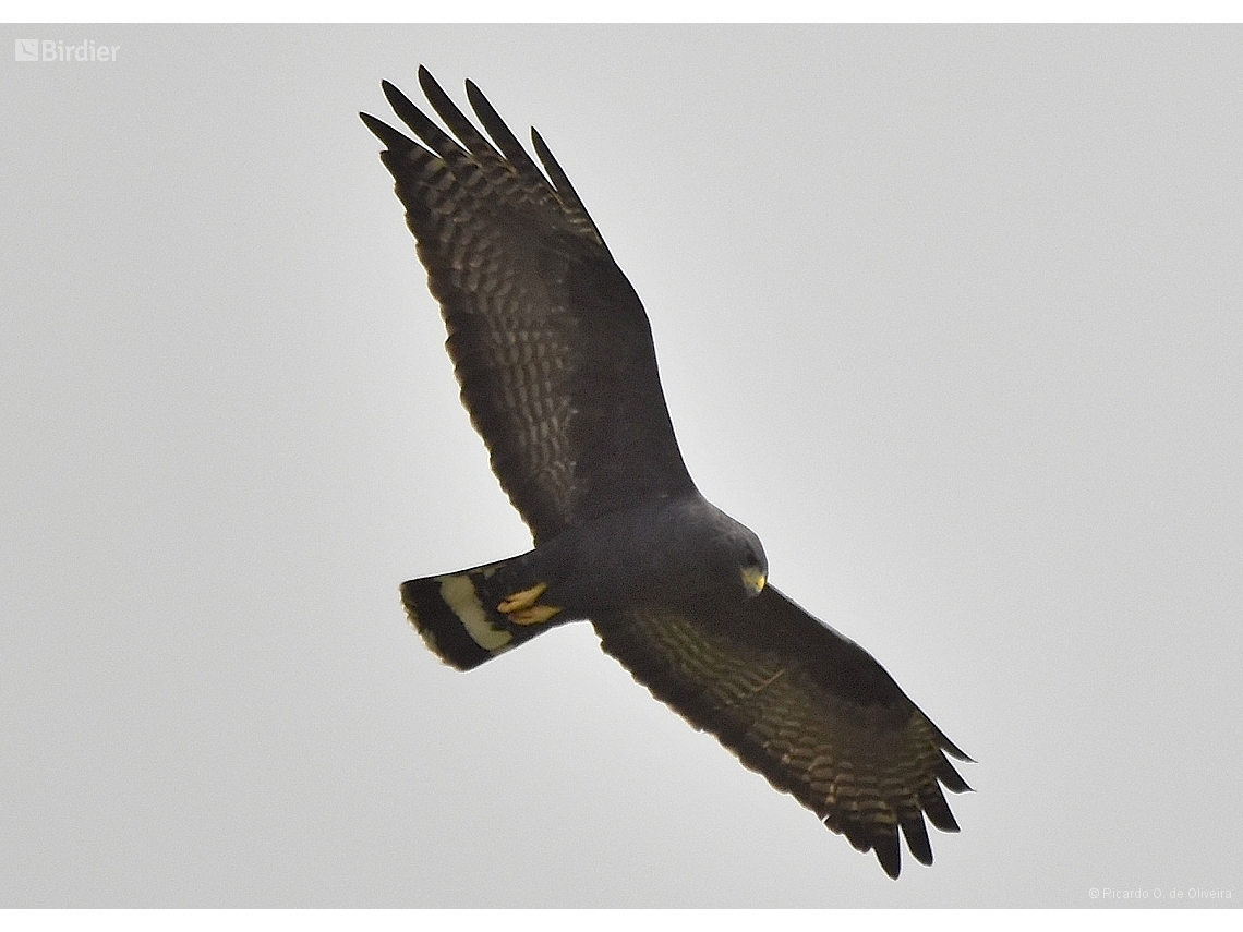 Buteo albonotatus