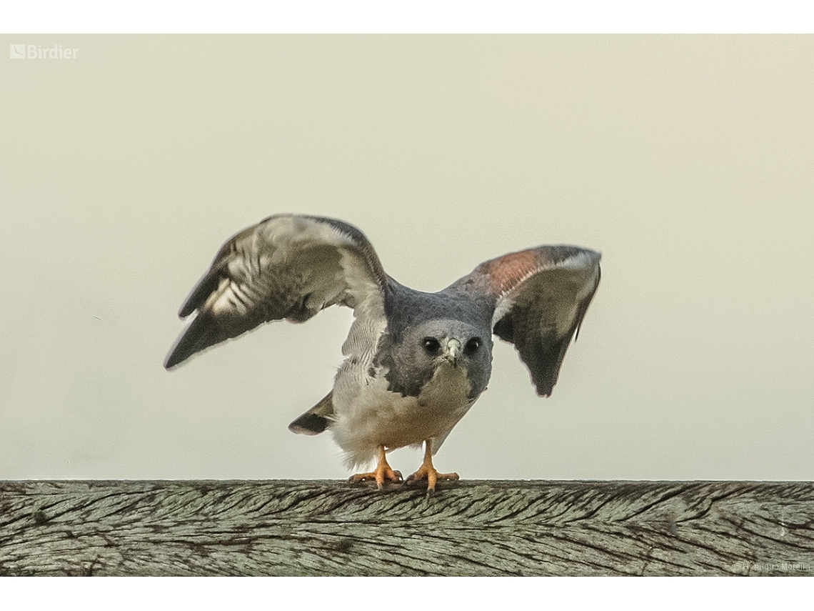 Buteo brachyurus
