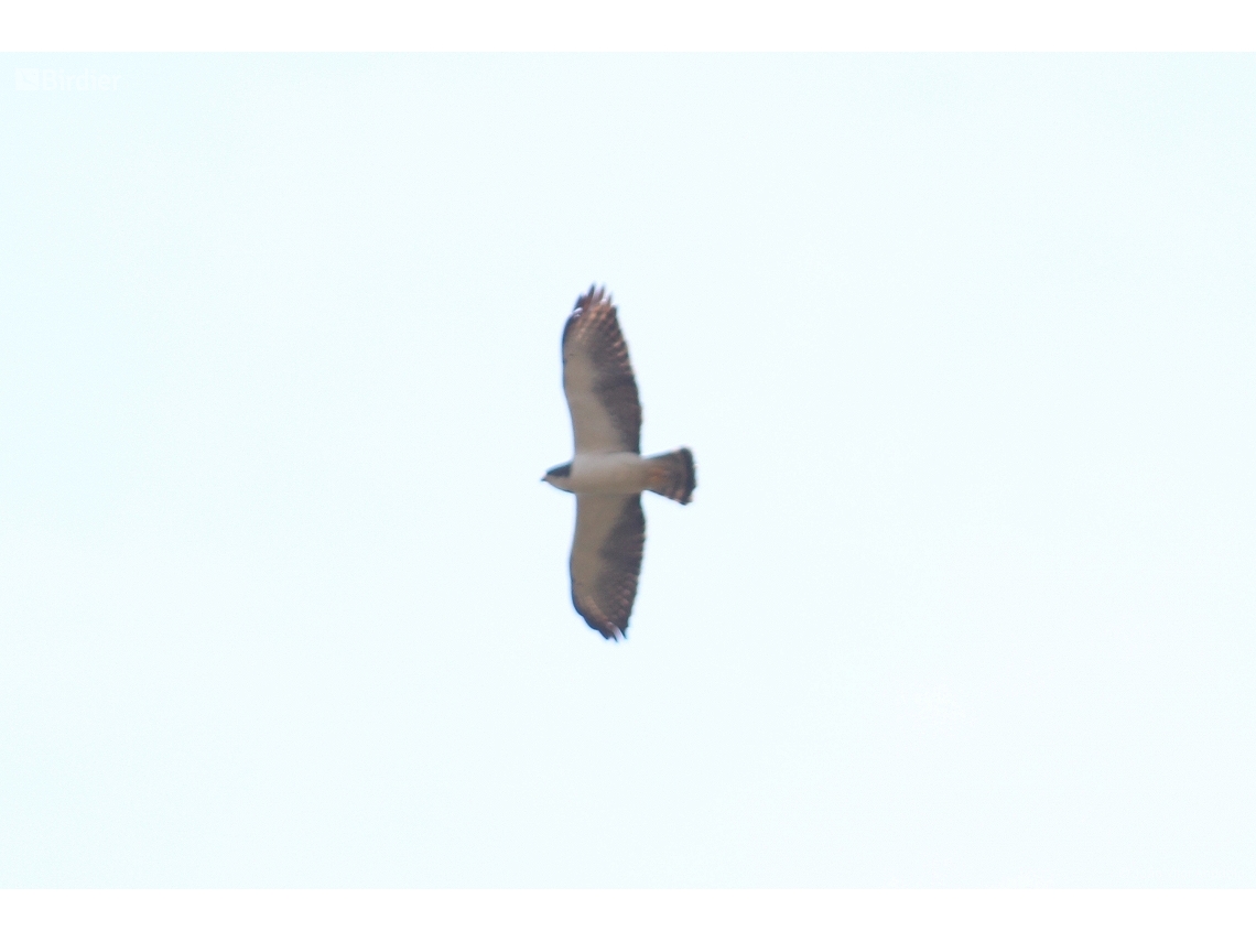 Buteo brachyurus