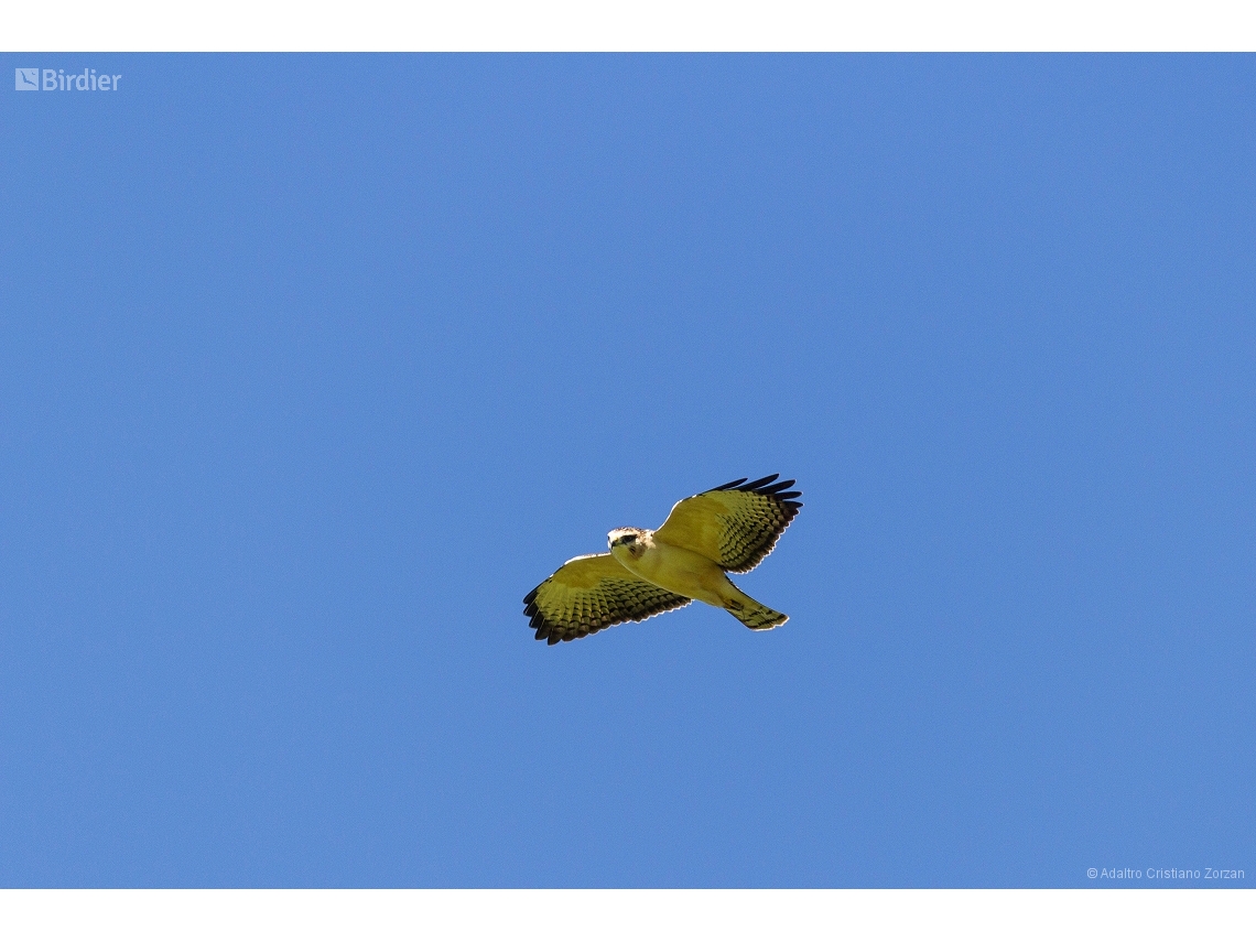 Buteo brachyurus