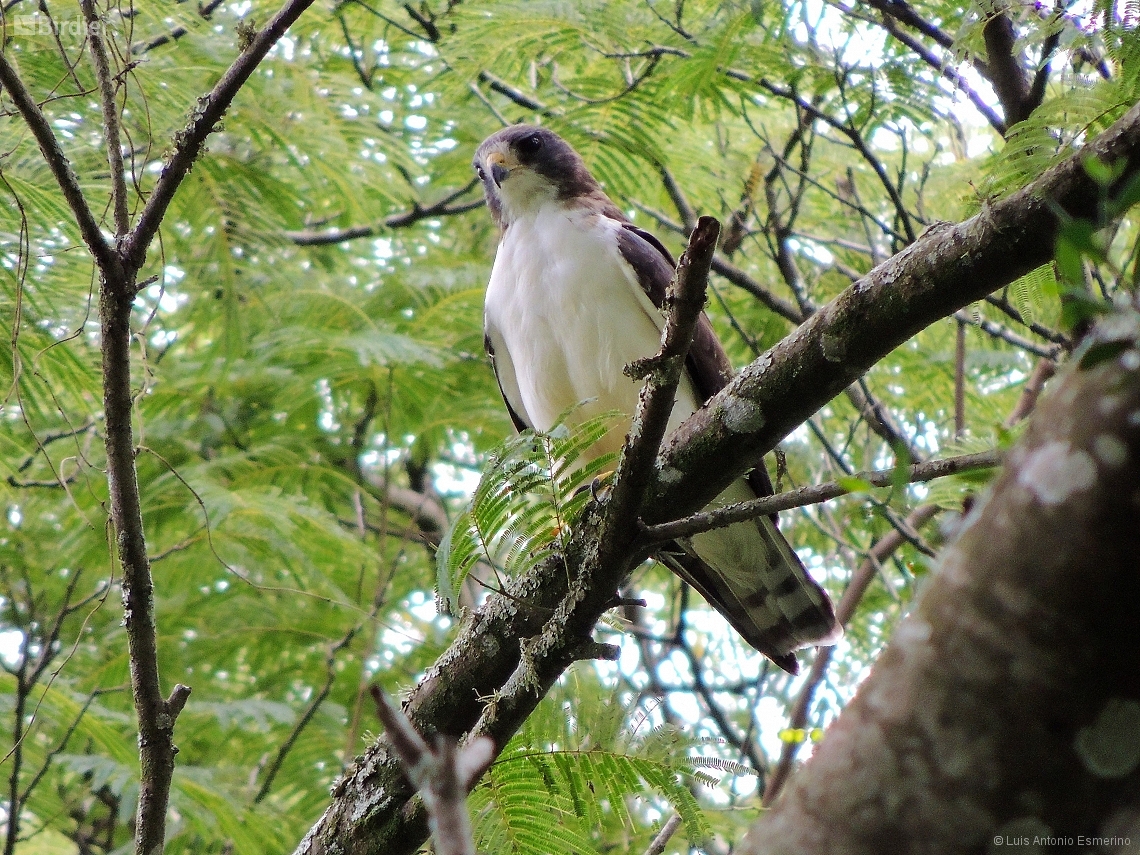 Buteo brachyurus