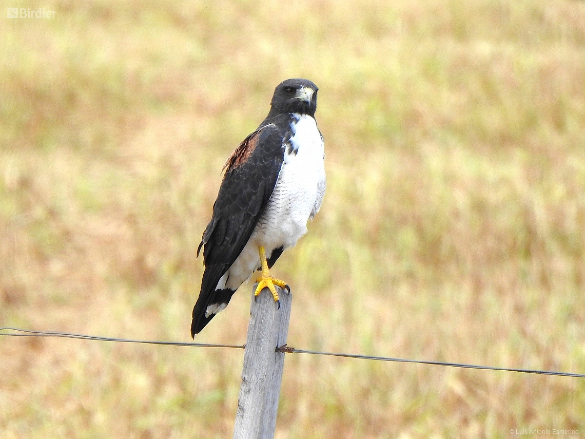 Geranoaetus albicaudatus