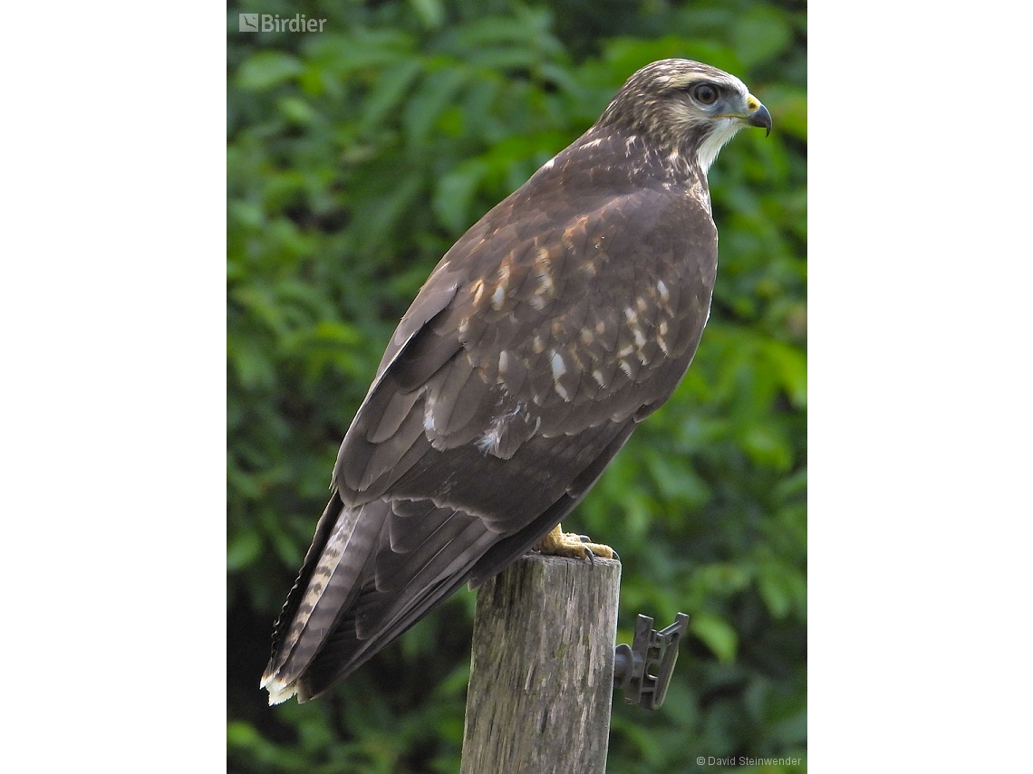 Buteo buteo
