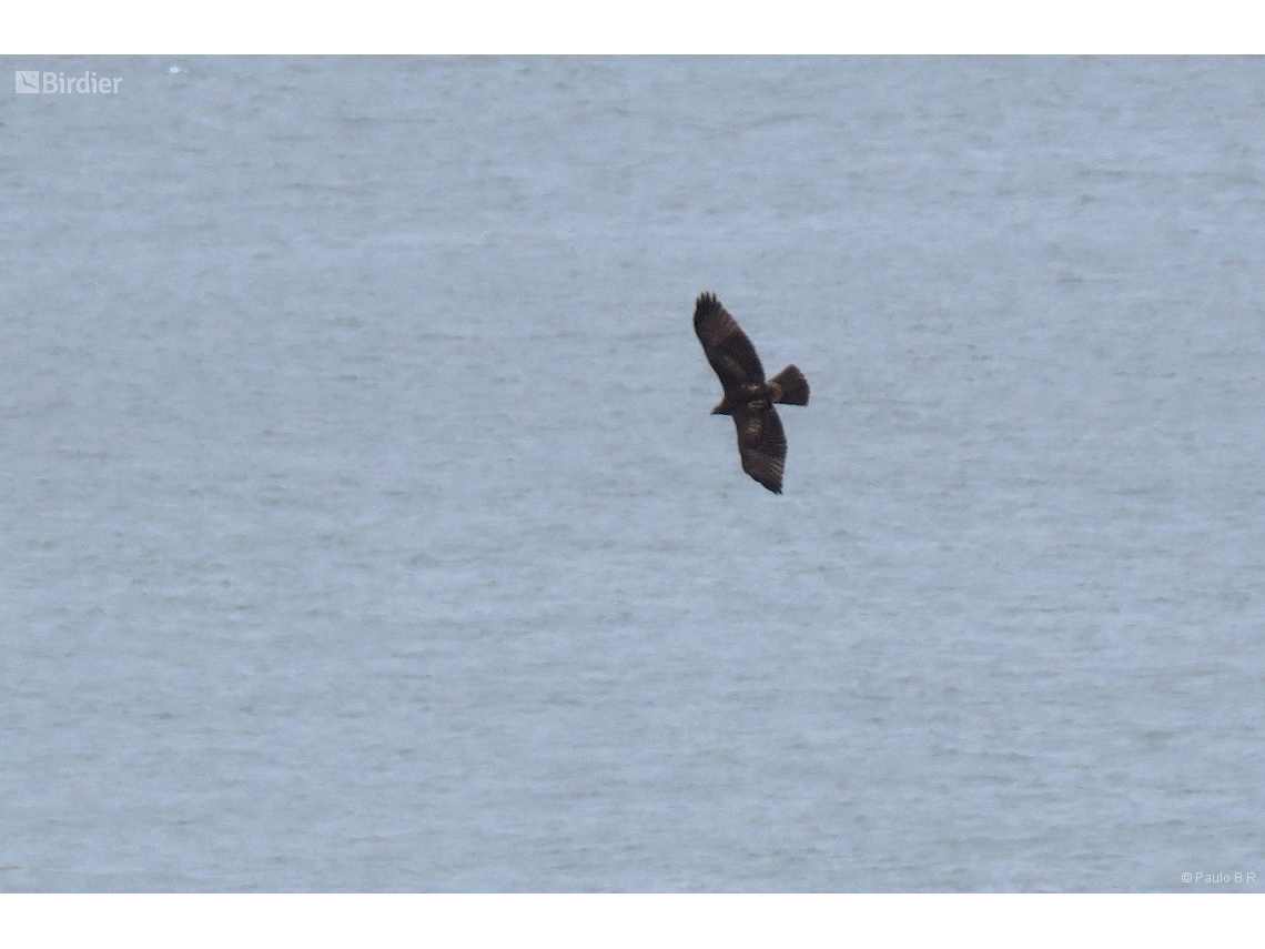 Buteo jamaicensis