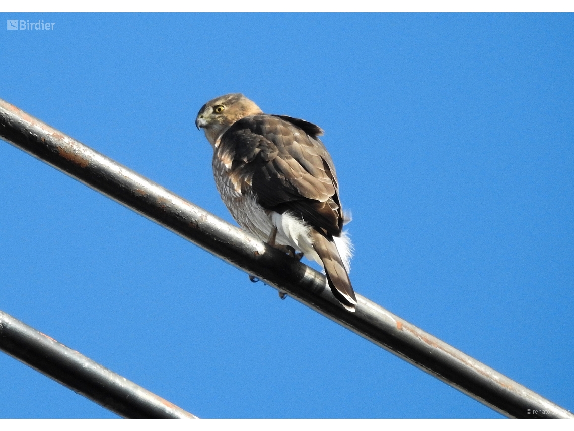 Buteo platypterus