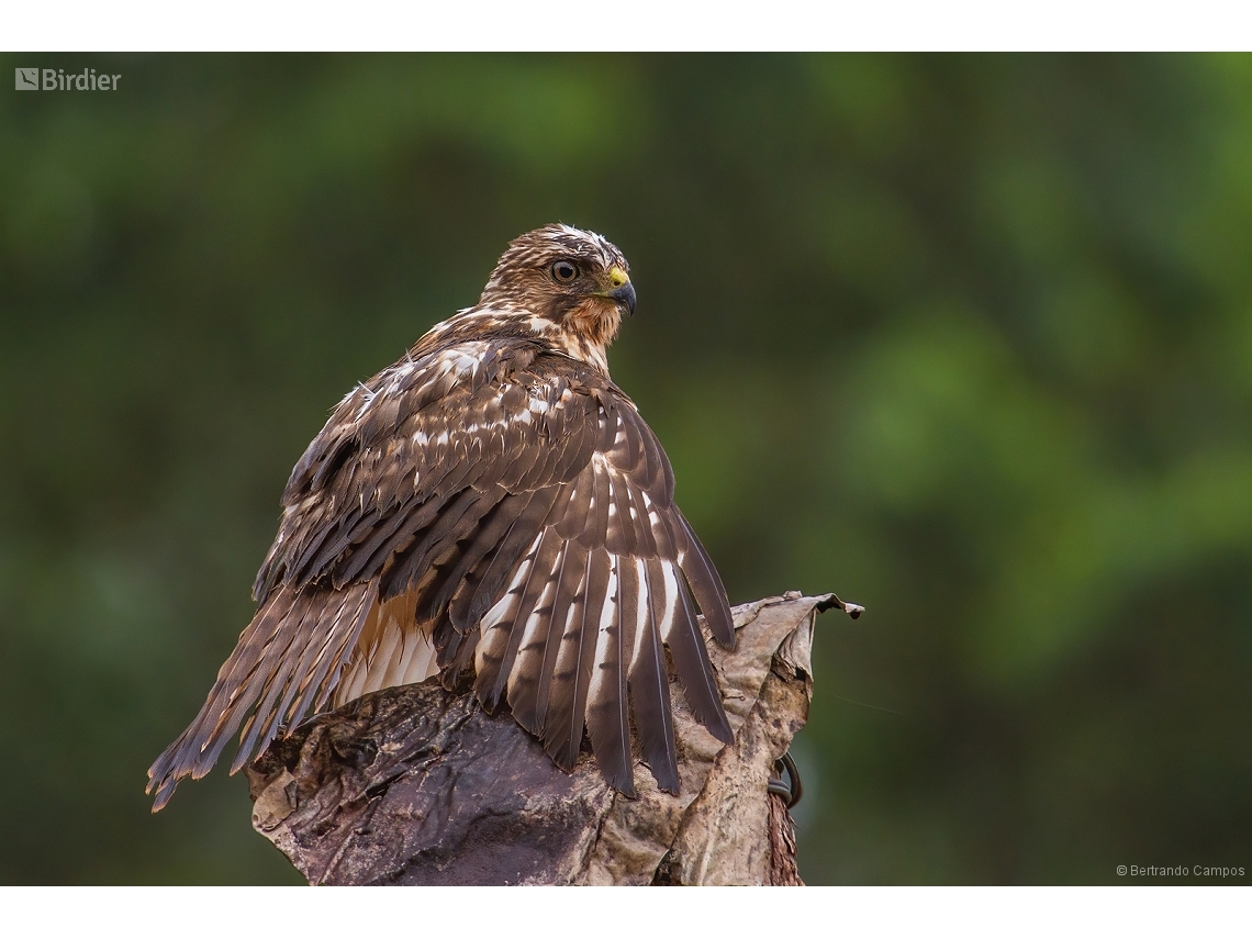 Buteo platypterus