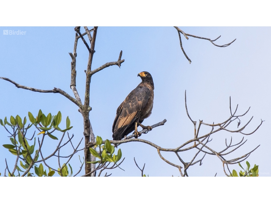 Buteogallus aequinoctialis