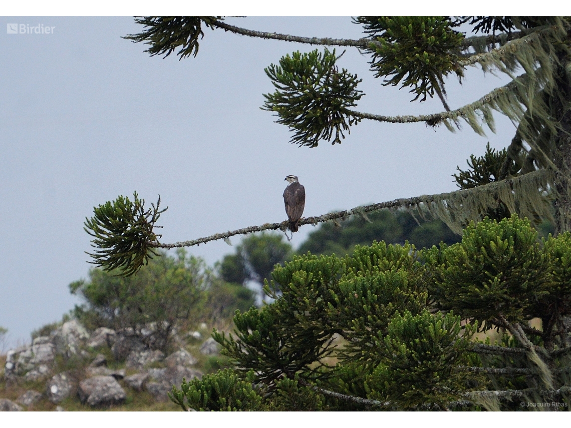 Buteogallus coronatus