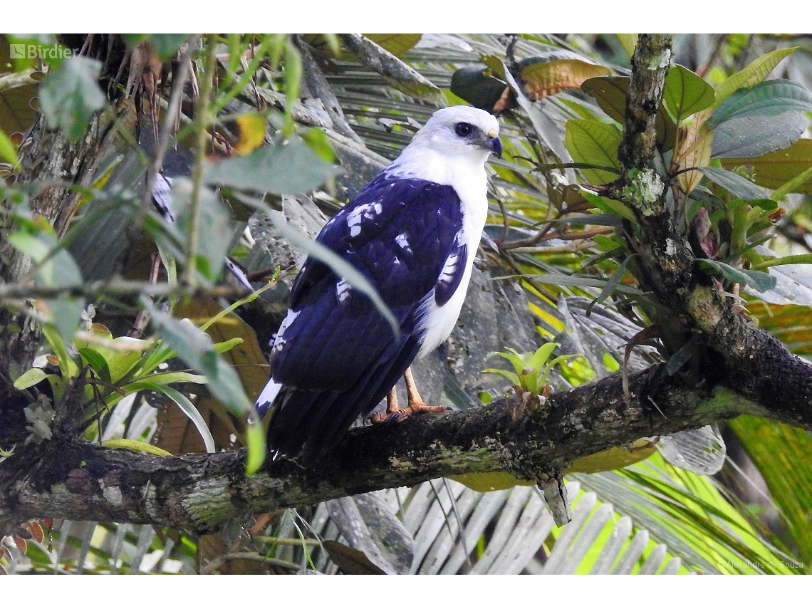 Buteogallus lacernulatus