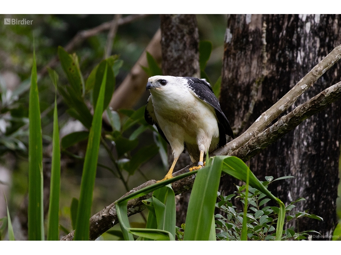Buteogallus lacernulatus