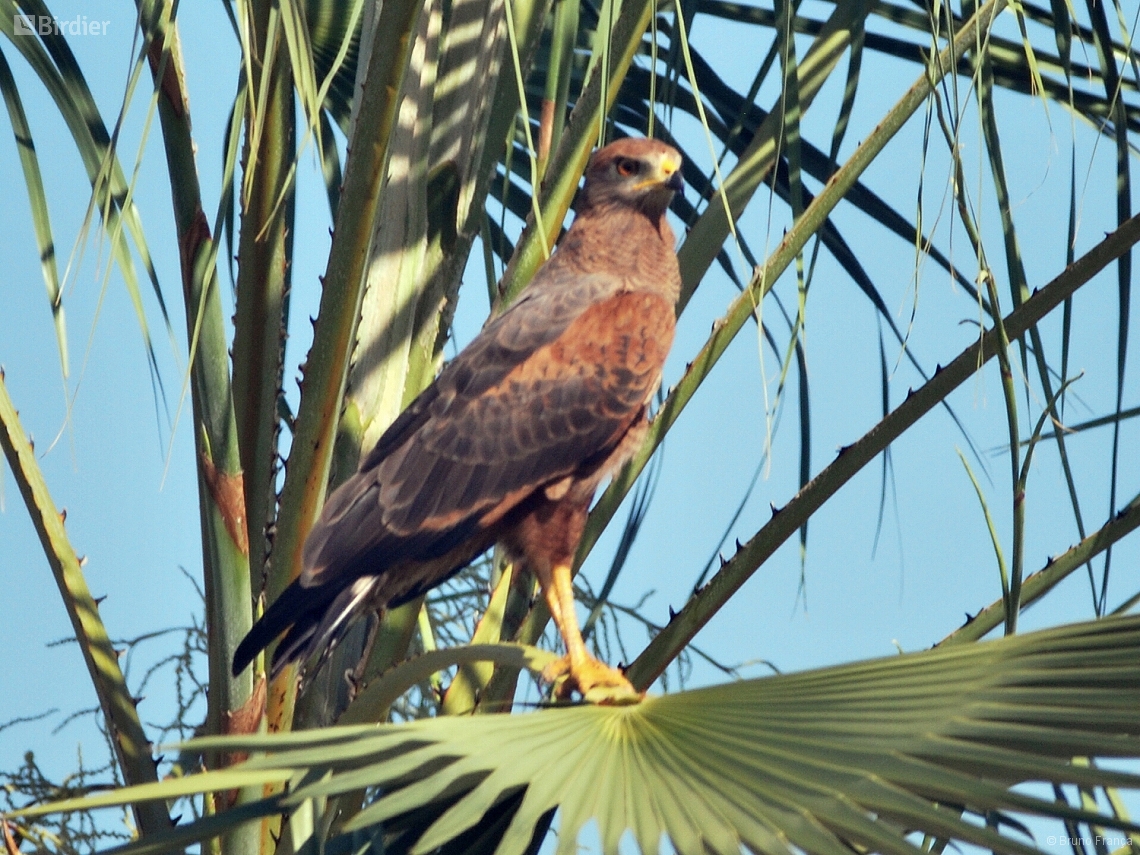 Buteogallus meridionalis