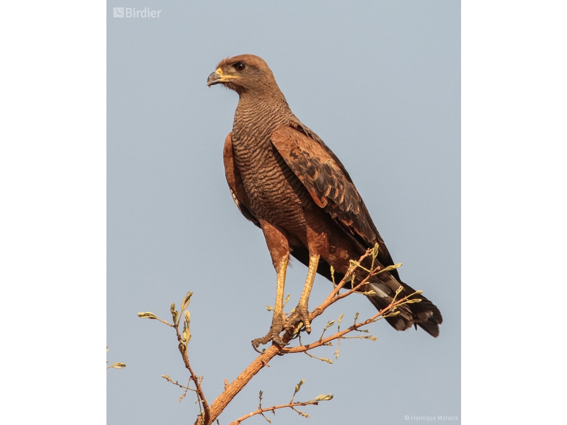 Buteogallus meridionalis