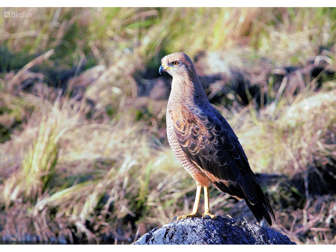 Buteogallus meridionalis