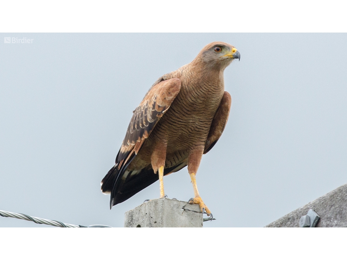 Buteogallus meridionalis